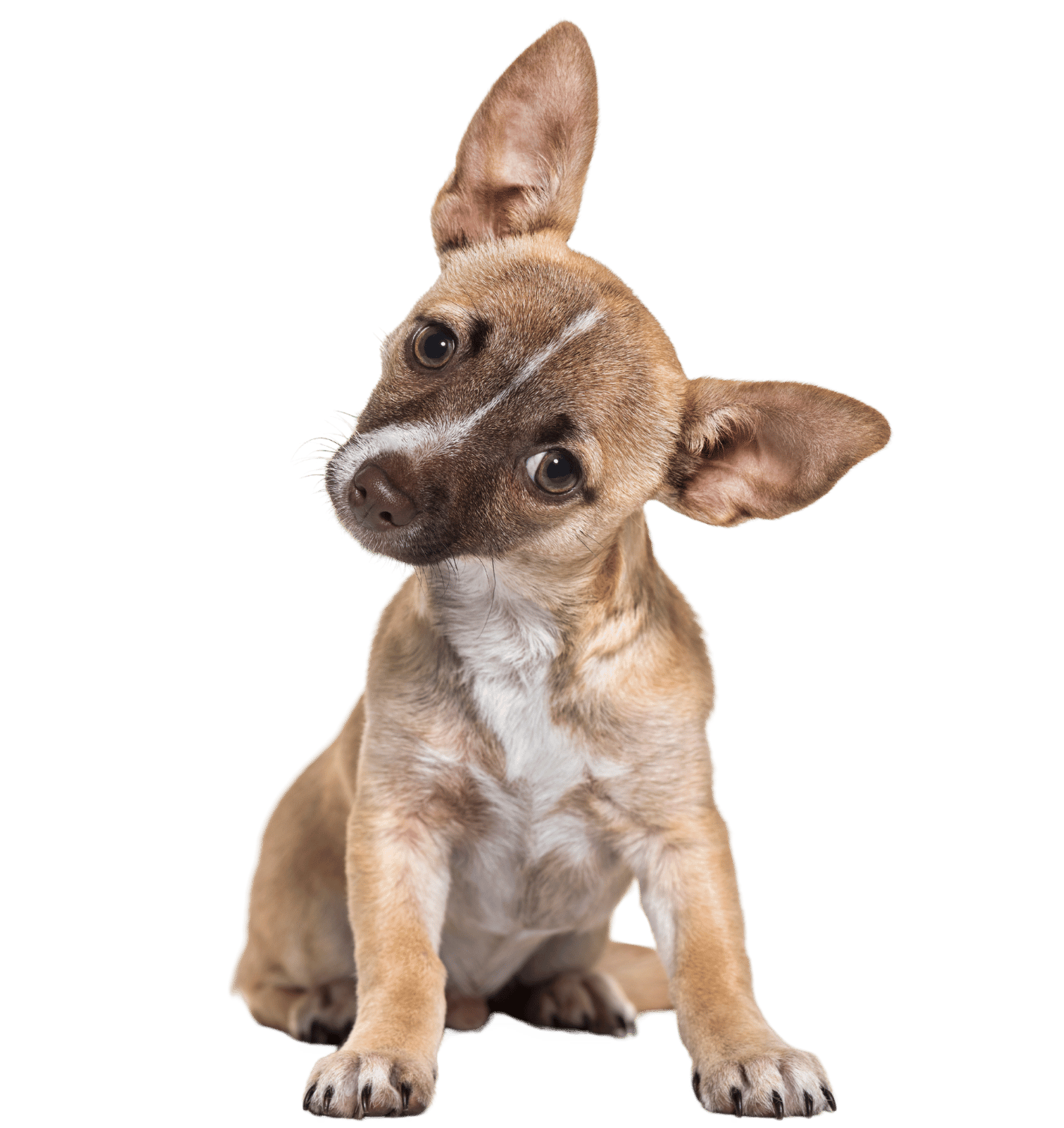 Small puppy with large ears tilting its head listening for the latest news