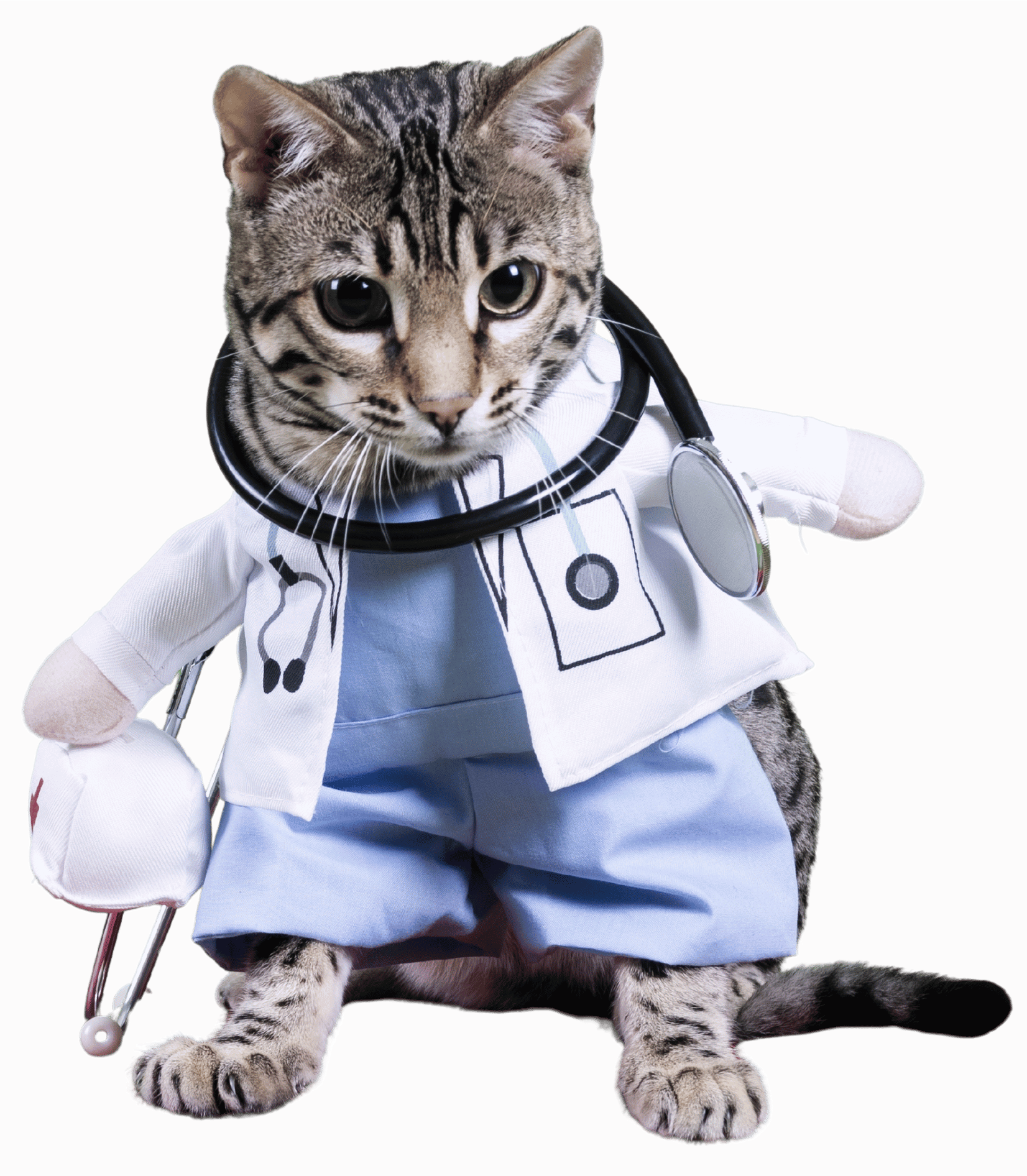 A cat dressed as a doctor with a stethoscope and medical coat