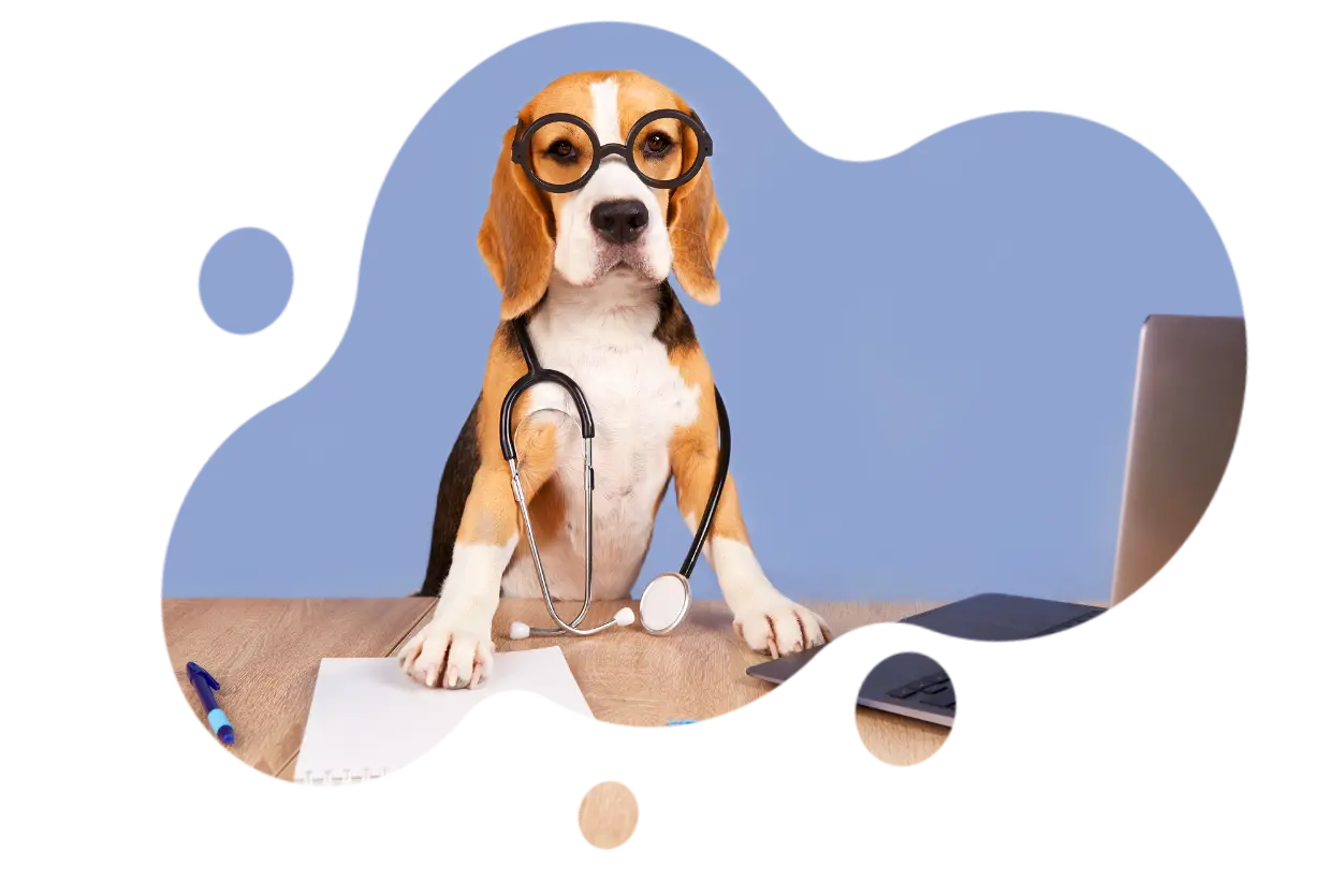 Dog wearing stethoscope working at computer