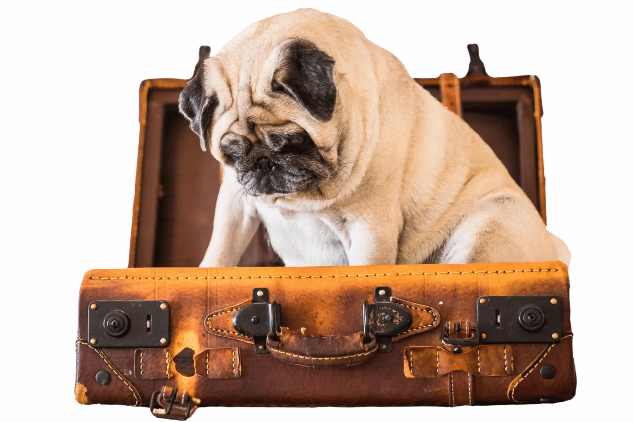 A pug dog sitting in an open, brown vintage suitcase looking confused