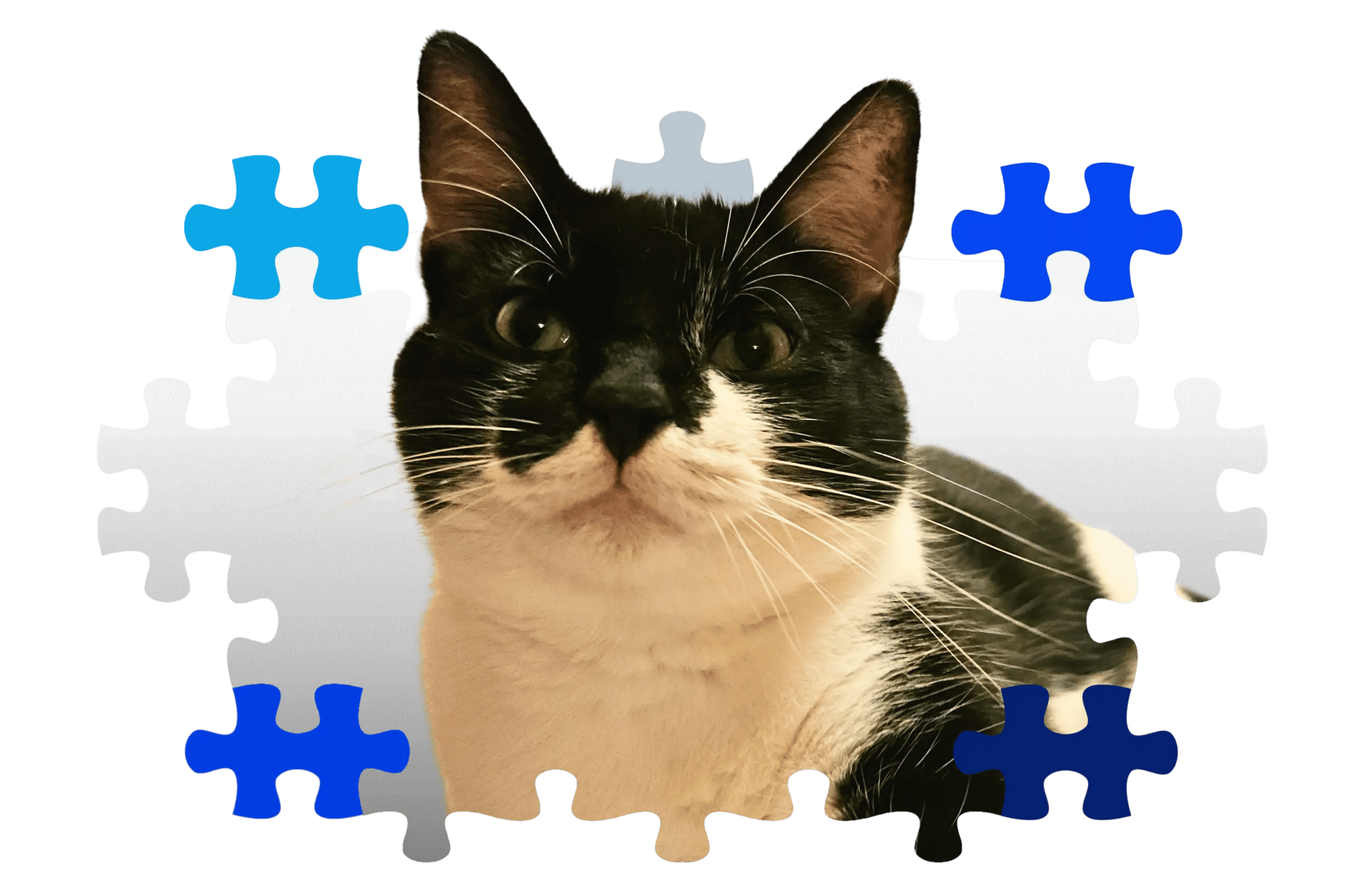 Black and white cat face surrounded by blue and white puzzle pieces